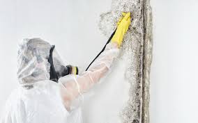 Why You Should Choose Our Mold Remediation Services in Westbury, NY